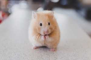 Hamster pet Canada
